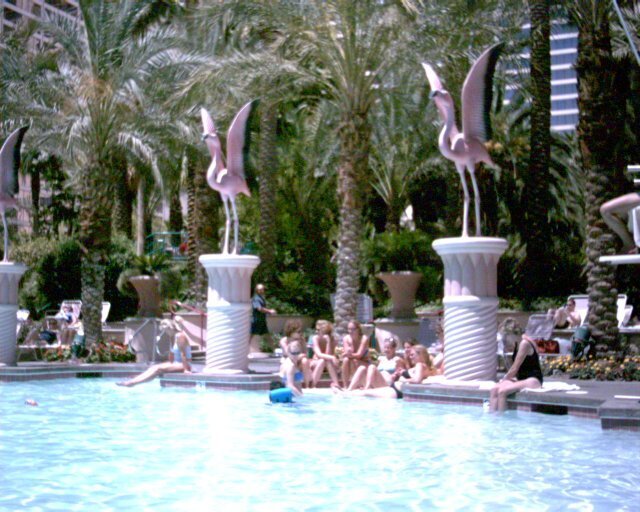 Flamingo Pool #2