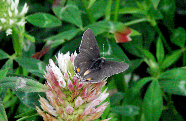 Butterfly in Clover