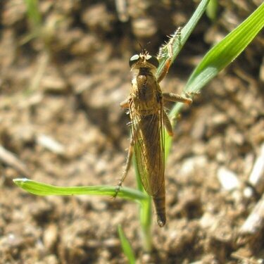 Giant Robber Fly