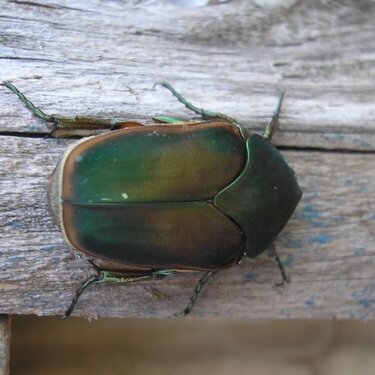 Green June Beetle