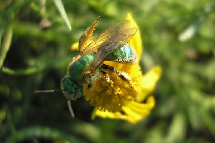 Green bee