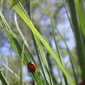 Ladybug, ladybug, fly away home