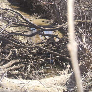 part of the creek