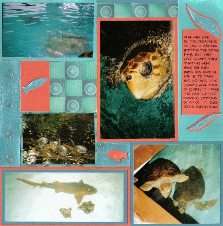 turtles, sharks, &amp; stingrays