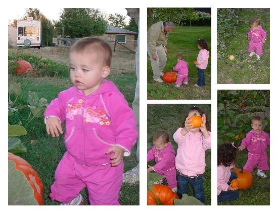 Kaye&#039;s Pumpkin Patch