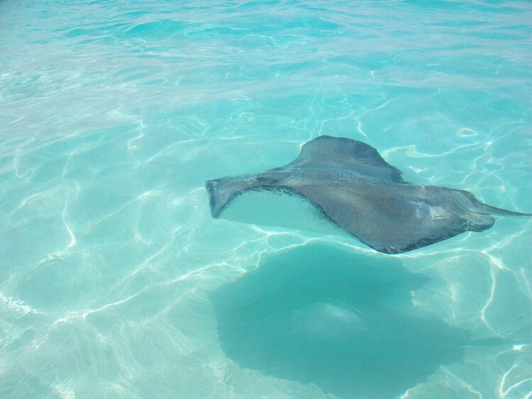 Sting Ray