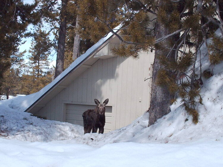 A moose on the loose