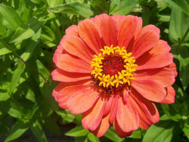 Zinnia