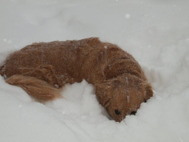 Sammy sticking his head down in the snow.
