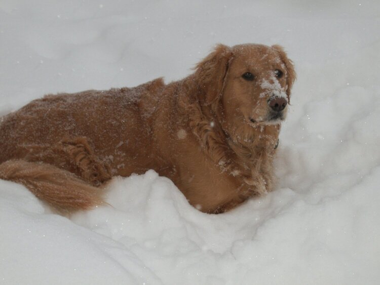 Sammy loves the snow :)