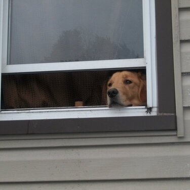 Sammy looking out window