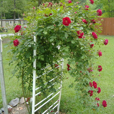 My teacup rose bush