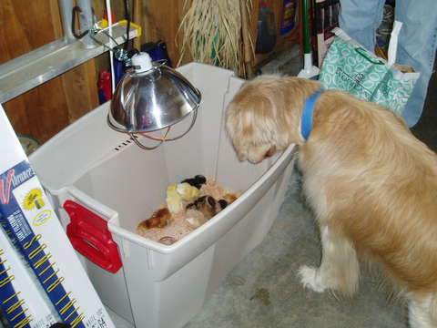 Boomer and Chickens