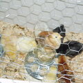 Mom's new chicks