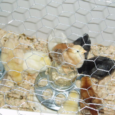 Mom&#039;s new chicks