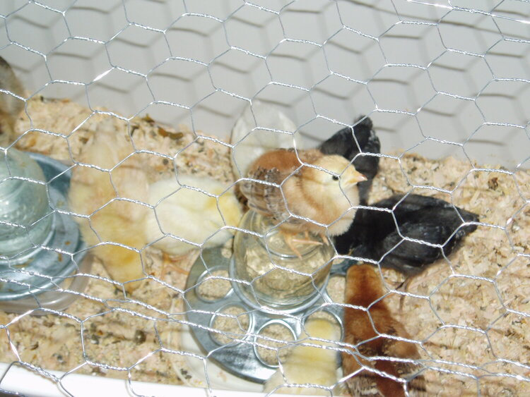 Mom&#039;s new chicks