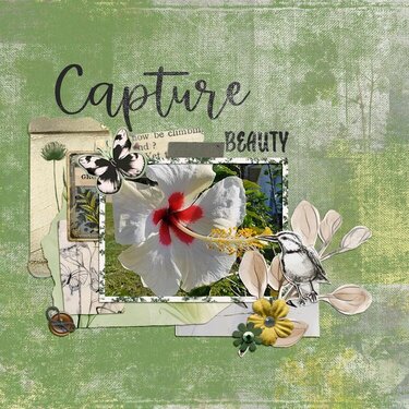 Capture Beauty