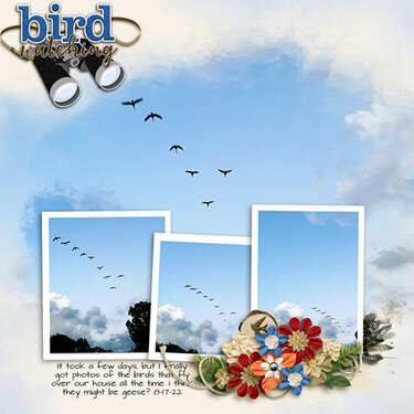 Birds