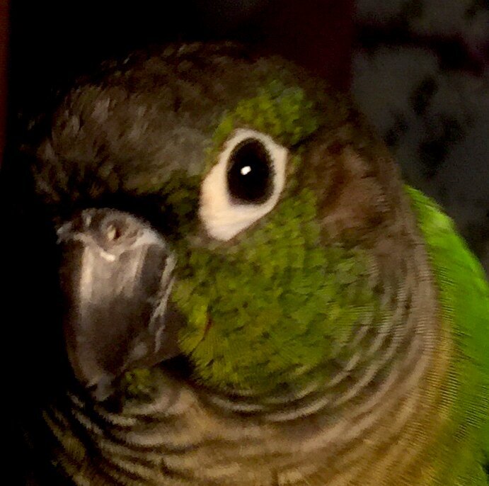 Tapu, My Thoughtful, Fearless Greekcheek Conure.