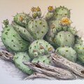 Cactus notecard