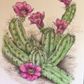 Another cactus--strawberry pitaya