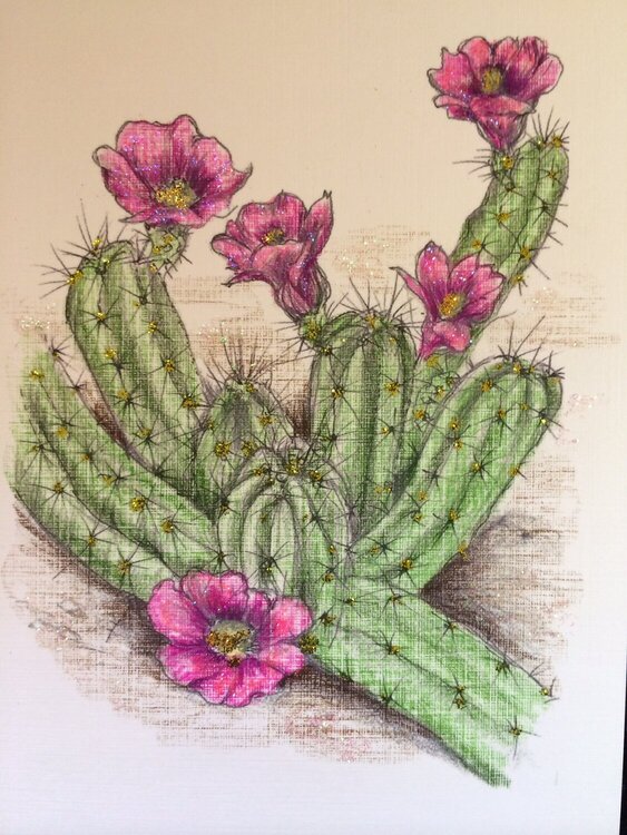 Another cactus--strawberry pitaya