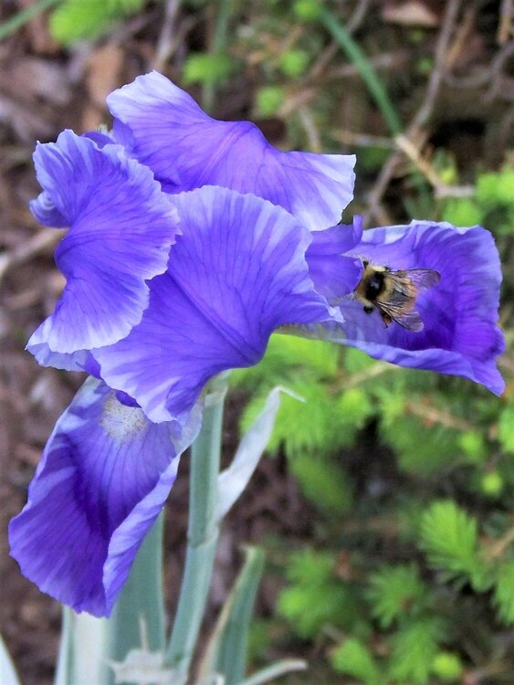 Favorite Iris