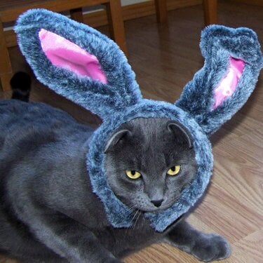 Happy Easter from the Easter Cat!