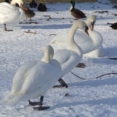 Swans in the snow