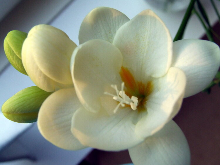 Freesia