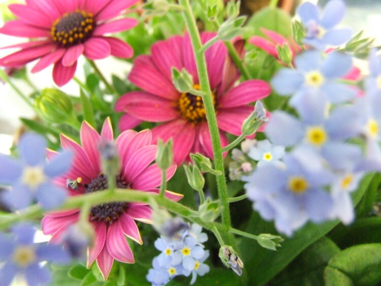 Forget-me-not and gerbera