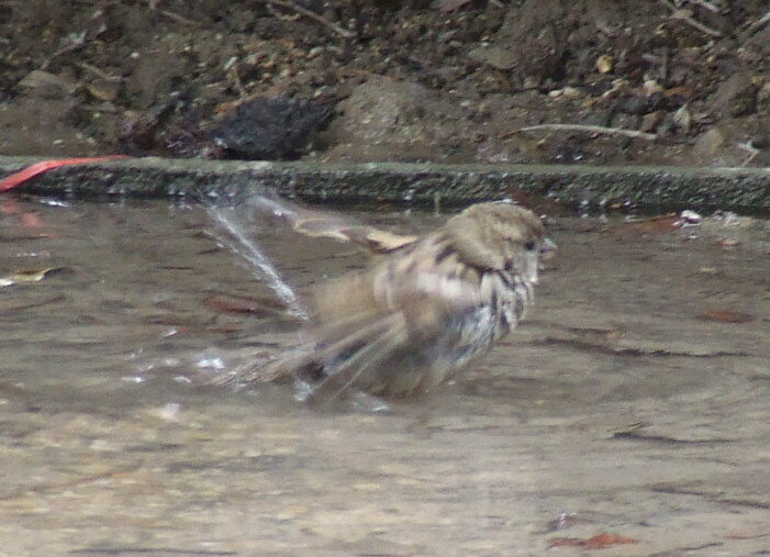 Sparrow taking a bath