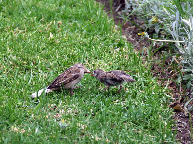 Feeding sparrow