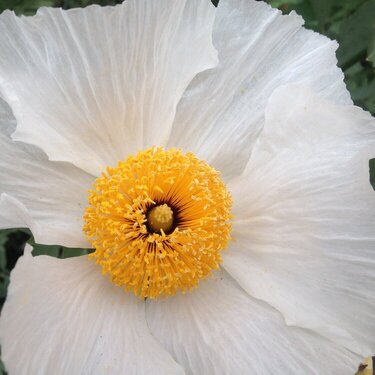 White Poppy Monterey