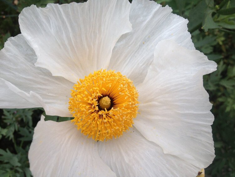 White Poppy Monterey