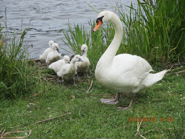 swan with children