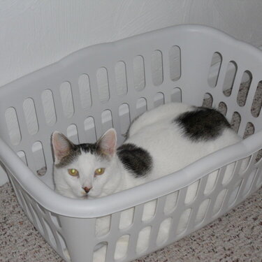 A Tisket A Tasket A Kitty In A Basket