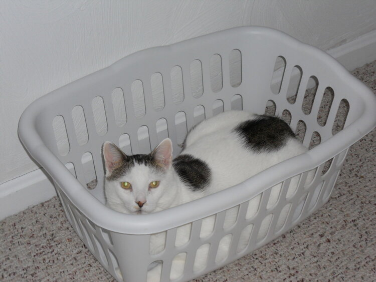 A Tisket A Tasket A Kitty In A Basket