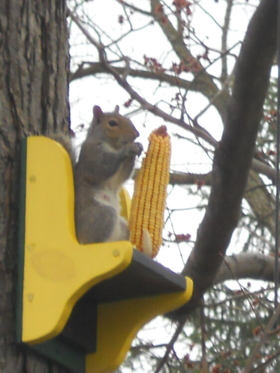 Corney Squirrel