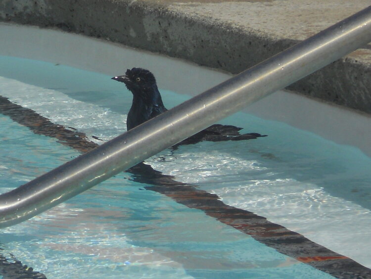 Pools Are Not Just For People!