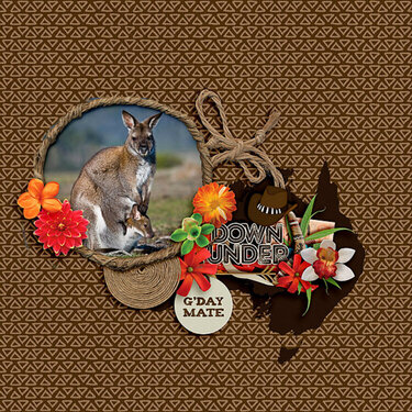 Outback Kangaroo