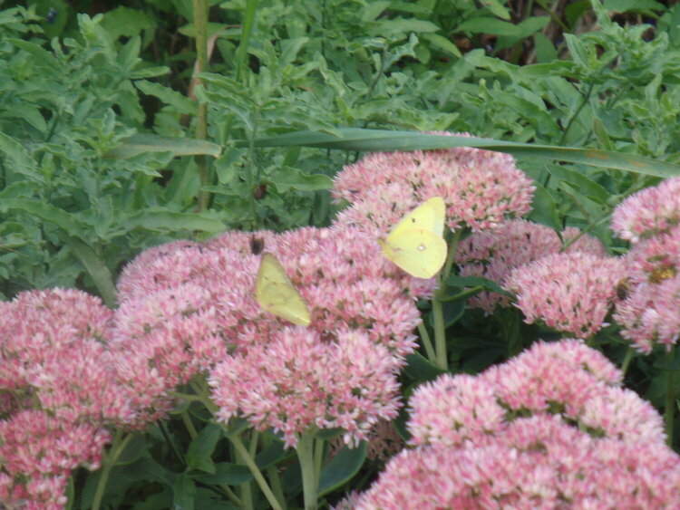 Flower nectar