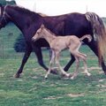 Mommy and faw horse