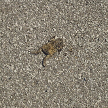 Sept 5. Poor froggie
