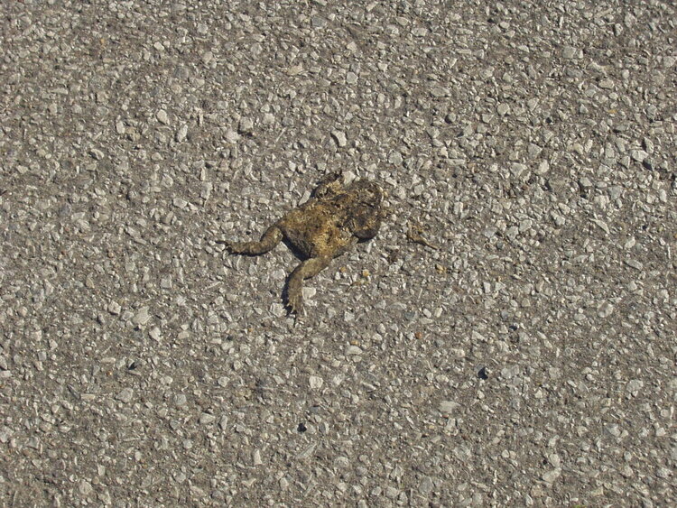Sept 5. Poor froggie