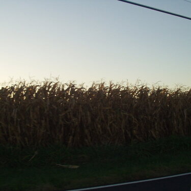 Mini Challenge- My State.....Field of corn