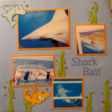 Shark Bait