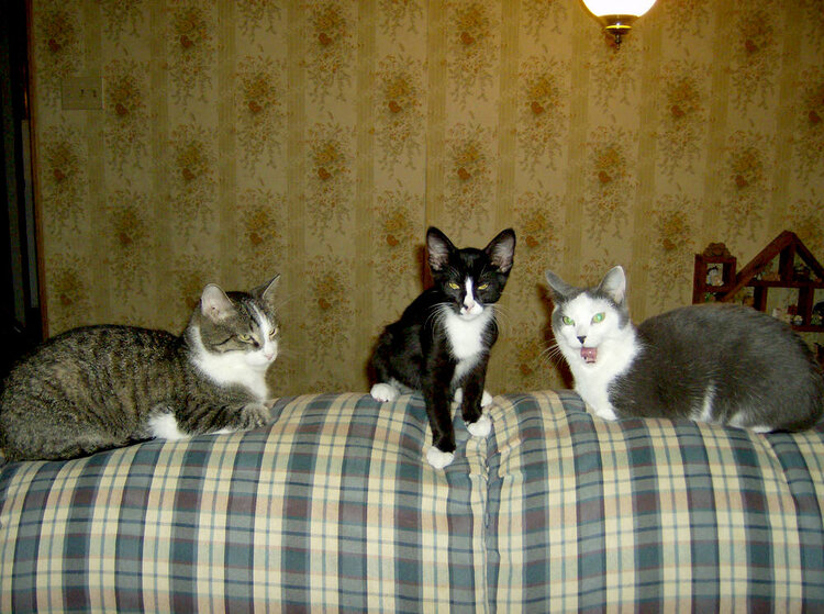 cats on sofa