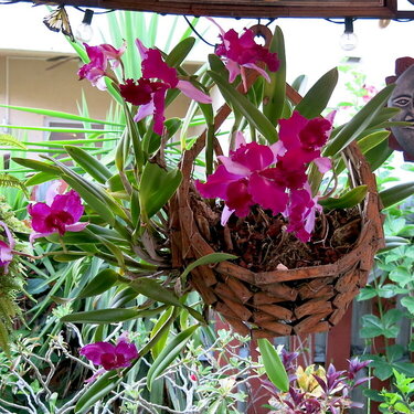 Twenty Orchids