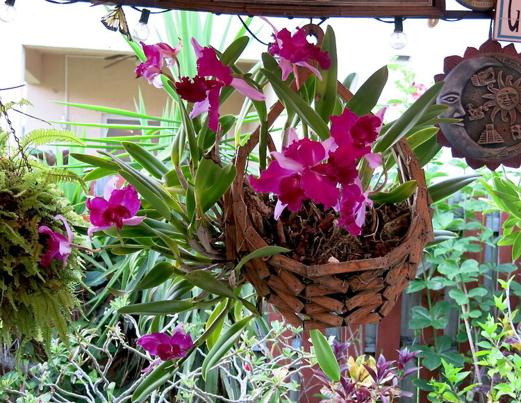 Twenty Orchids